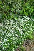 Galium odoratum growing in narrow shaded bed beside ivy clad fence