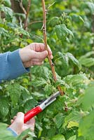 Cutting back stems of Raspberry 'Autumn Bliss' to vigorous growing point in May having left some of the previous year's canes to provide a summer crop