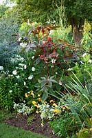 Ricinus communis, cosmos, Helichrysum 'Limelight', Begonia 'Apricot' and Salix purpurea 'Nancy Sanders' in September
