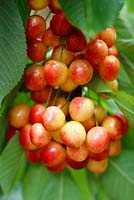 Prunus avium 'Buttners Rote Knorpel' - July