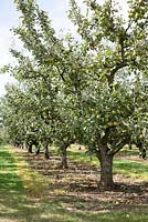 Row of apple trees 'Opalescent'