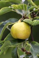 Pyrus pyrifolia 'Nijisseiki' - September - asian pear