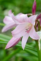 Crinum x powellii - Swamp Lily