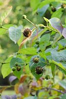 Cephalanthus occidentalis - Button Bush