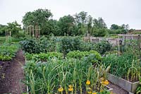 Raised beds full of vegetables at Homeacres, Somerset