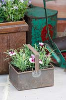 Dianthus in metal container, Hampton Court Palace Flower Show 2014
