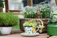 Succulent in teacup, Hampton Court Palace Flower Show 2014