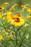 Hoverfly on Helenium, sneezeweed, 'The Bishop' - August