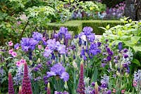 Mixed border with Aquilegia, Iris and Lupinus. The Morgan Stanley Healthy Cities Garden, designed by Chris Beardshaw, RHS Chelsea 2015