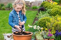 A young girl planting alpine plants in a terracotta container. Add gravel to improve drainage.