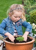 Young girl planting an alpine container garden. Place and firm alpines in the compost.