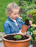 Young girl planting an alpine container garden. Carefully remove plants from pot keeping roots intact.