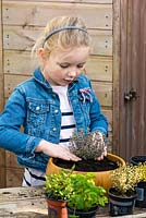 Child planting thyme in a recycled wooden bowl. Firm soil to keep the plant secure.