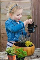 Child planting thyme in a recycled wooden bowl. Carefully lift the variegated thyme from its pot.