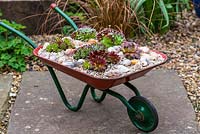 A vintage toy wheelbarrow with succulent Sempervivum plants.