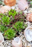 Succulent sempervivum plants with gravel mulch and decorative sea shells.