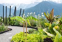 Curving gravel path with beds planted with Alocasia macrorrhiza - Elephant's Ear plant underplanted with Ipomoea batatas - Ornamental sweet potato vine Musa basjoo Ensete ventricosum 'Maurelli' - Abysinnian Red Banana and Cleome hassleriana 'Helen Campbell' overlooking mountains in the Alps. Jardin des Cimes Chamonix. France. July 