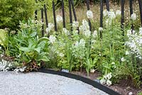 White curving gravel path and bed with Cleome hassleriana 'Helen Campbell' Nicotiana 'Louisiana Pirogue' Alocasia macrorrhiza - Elephant's Ear plant Ipomoea batatas - Ornamental sweet potato vine and Beta vulgaris - Swiss chard backed by grassy slope and black painted poles. Jardin des Cimes, Chamonix, France July.
