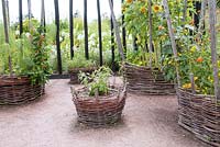 Potager garden with circular woven wicker baskets containing Helianthus salicifolius Helianthus - Sunflower and Phaseolus coccineus - Runner bean Jardin des Cimes, Chamonix, France July 