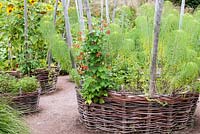 Potager garden with circular woven wicker baskets with wooden pole supports containing Helianthus salicifolius  - Sunflower and Phaseolus coccineus - Runner bean, Jardin des Cimes, Chamonix, France, July 