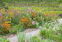 Mixed border of annuals and perennials including Cosmos sulphureus  'Diablo', Tagetes erecta, Verbena bonariensis, Cosmos bipinnatus and Echinacea mulched by straw and bamboo and Oryza - Rice growing on a terrace Jardin des Cimes, Chamonix, France. July 