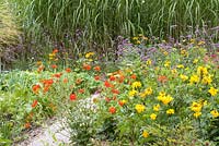 Mixed border with annuals and perennials including Cosmos sulphureus 'Diablo', Tagetes erecta and Verbena bonariensis backed by Miscanthus