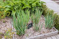 Allium fistulosum and Hypericum perforatum growing in raised beds mulched with bark chippings in kitchen garden 
