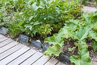 Arctium - Burdock, Ocimum tenuiflorum - Holy Basil and Glycine max- Yellow Soybean in the vegetable garden growing vegetables and herbs from around the world by path