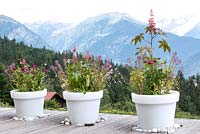 Large white pots with colour themed planting of Ricinus communis Eucomis Zinnia Gaura and Cleome on decking overlooking snow capped mountains in the Alps Jardin des Cimes Chamonix, France, July