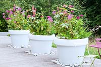 Large white pots with colour themed planting of Ricinus communis Eucomis Zinnia Gaura and Cleome on decking Jardin des Cimes, Chamonix, France. July