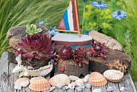 Succulents planted in seashells and salvaged cork in a contemporary coastal themed garden, with beachcombing finds.
