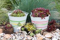Succulents planted in metal buckets, shells and cork in a contemporary seaside themed garden, with beachcombing finds