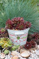 Succulents planted in a metal buckets, shells and cork in a contemporary seaside themed garden, with beachcombing finds.