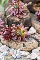 Succulents planted in cork salvaged from a beach.