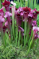 Sarracenia x 'Juthatip Soper', Hampshire Carniverous plants stand, Malvern Spring garden festival 2015