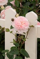 Rosa 'Gentle Hermione', English rose growing through garden white picket fence