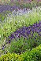 Lavandula 'Hidcote', 'Edelweiss' and 'Blue Ice'. Waves of lavender