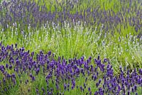 Lavandula 'Hidcote', 'Edelweiss' and 'Blue Ice'. Waves of lavender