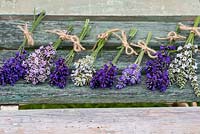 Sprigs of lavender, left to right: 'Folgate', 'Miss Katherine', Imperial Gem', 'Nano Alba', 'Hidcote', 'Blue Ice', 'Beechwood Blue' and 'Edelweiss'. All angustifolias except L x intermedia 'Edelweiss