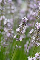 Lavandula angustifolia 'Miss Katherine', English lavender