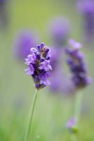 Lavandula angustifolia 'Elizabeth', English lavender