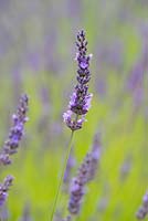 Lavandula x intermedia 'Grosso', spike hybrid lavender