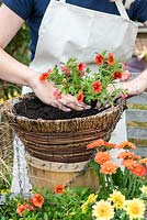 Planting a hot summer hanging basket step by step. Plant Calibrachoa 'Million Bells Crackling Fire' towards the edge of the basket so it can trail over.
