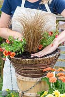 Planting a hot summer hanging basket step by step. Plant the tallest plant, Carex comans 'Bronze', in the centre.