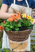 Planting a hot summer hanging basket step by step. Plant the gerberas alongside the ornamental grass.