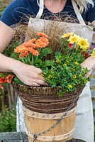 Planting a hot summer hanging basket step by step. Plant the Mexican creeping zinnia, Sanvitalia procumbens, by the edge of the basket so it can trail.