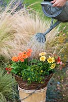 Planting a hot summer hanging basket step by step. Water well.