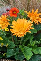 Gerbera 'Sweet Honey', Barberton daisy, a hardy perennial flowering from June and July