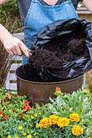 Planting a copper pot with hot coloured plants. Fill with potting compost.