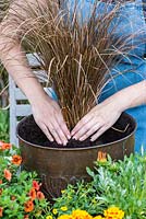 Planting a copper pot with hot coloured plants. Place the Carex comans 'Milk Chocolate' grass, the tallest plant, in the centre.